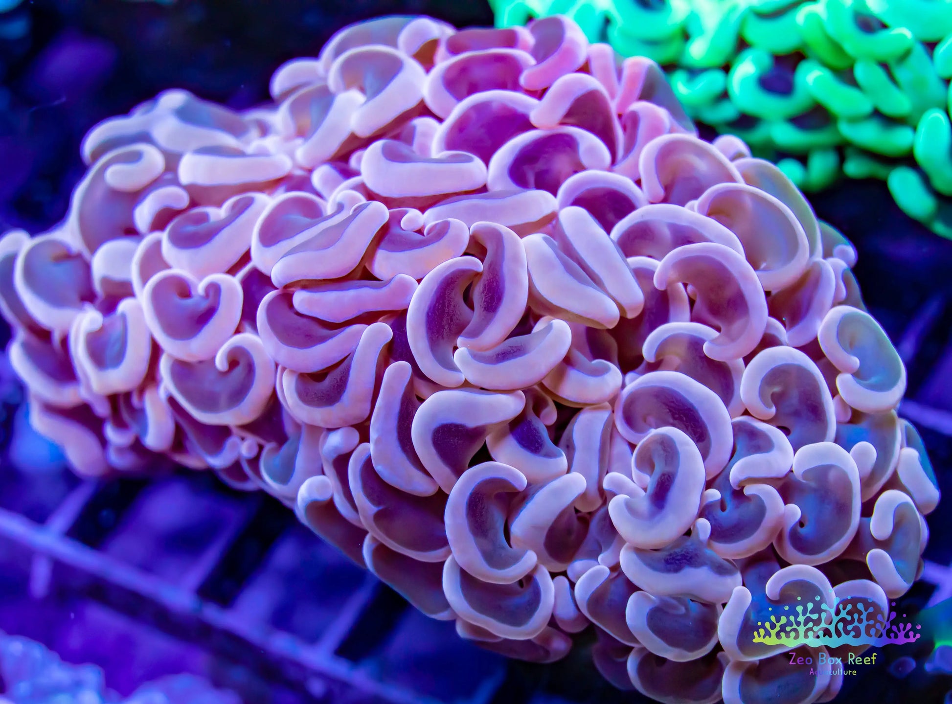 Euphyllia ancora Coral- LPS Hammer coral WYSIWYG Euphyllia ancora Coral- LPS Hammer coral WYSIWYG  Euphyllia ancora Coral- LPS Hammer coral WYSIWYG Zeo Box Reef