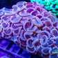 Euphyllia ancora Coral- LPS Hammer coral WYSIWYG Euphyllia ancora Coral- LPS Hammer coral WYSIWYG  Euphyllia ancora Coral- LPS Hammer coral WYSIWYG Zeo Box Reef