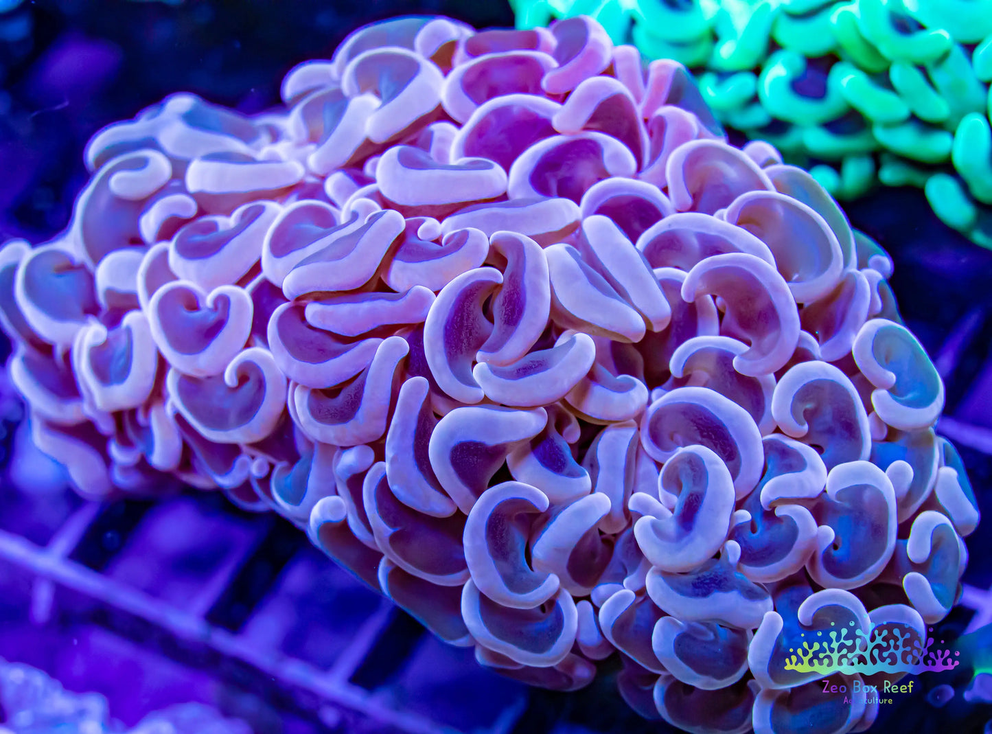 Euphyllia ancora Coral- LPS Hammer coral WYSIWYG Euphyllia ancora Coral- LPS Hammer coral WYSIWYG  Euphyllia ancora Coral- LPS Hammer coral WYSIWYG Zeo Box Reef