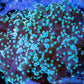 Euphyllia divsia Coral - LPS-  FrogSpawn Coral WYSIWYG 6cm Euphyllia divsia Coral - LPS-  FrogSpawn Coral WYSIWYG 6cm LPS Euphyllia divsia Coral - LPS-  FrogSpawn Coral WYSIWYG 6cm Zeo Box Reef