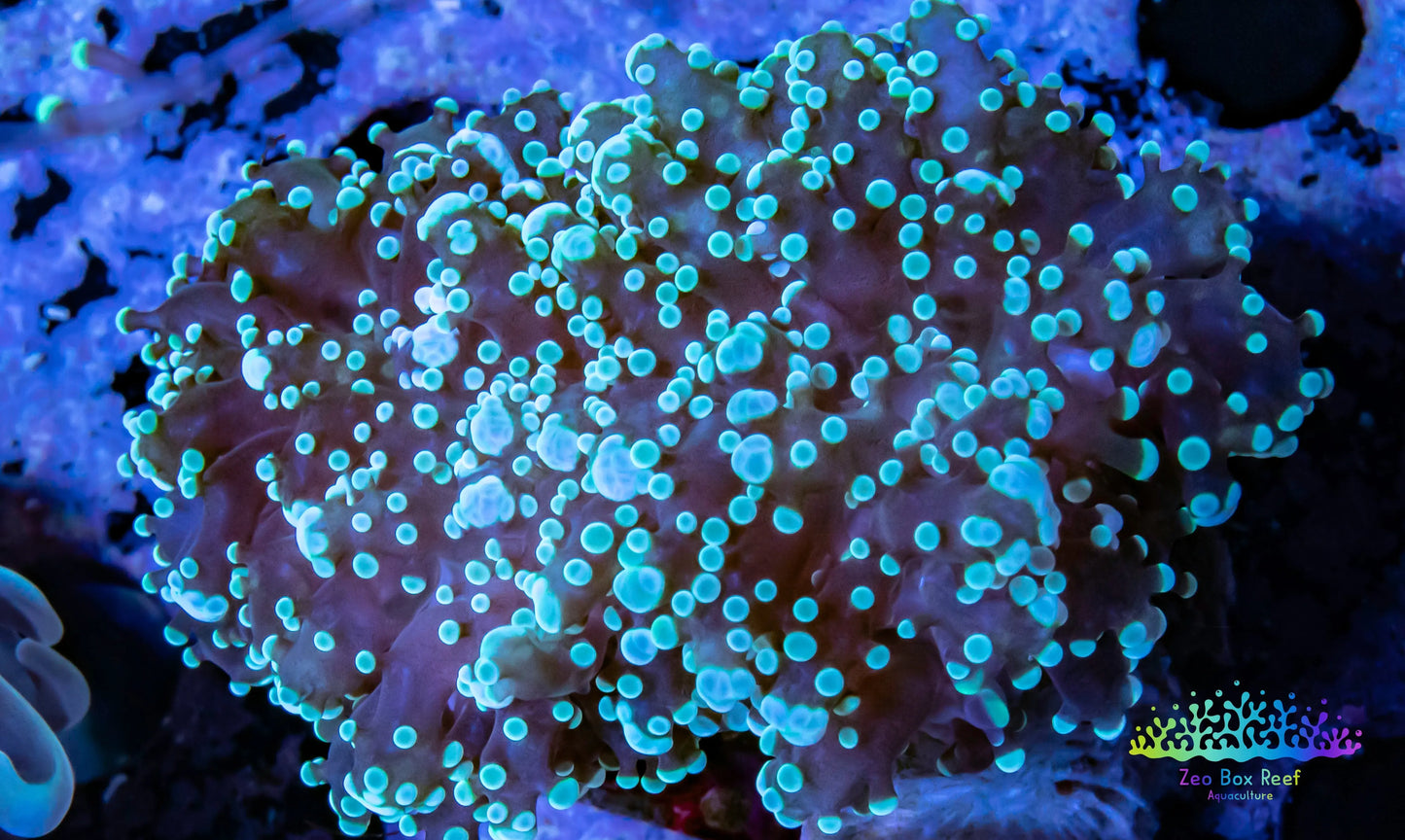 Euphyllia divsia Coral - LPS-  FrogSpawn Coral WYSIWYG 6cm Euphyllia divsia Coral - LPS-  FrogSpawn Coral WYSIWYG 6cm LPS Euphyllia divsia Coral - LPS-  FrogSpawn Coral WYSIWYG 6cm Zeo Box Reef