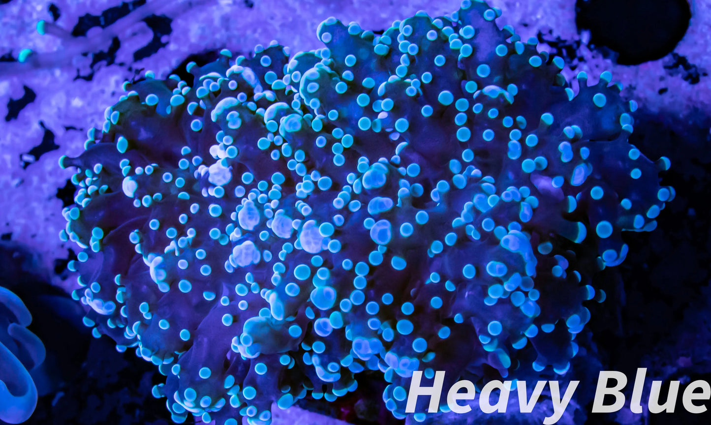 Euphyllia divsia Coral - LPS-  FrogSpawn Coral WYSIWYG 6cm Euphyllia divsia Coral - LPS-  FrogSpawn Coral WYSIWYG 6cm LPS Euphyllia divsia Coral - LPS-  FrogSpawn Coral WYSIWYG 6cm Zeo Box Reef