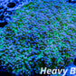 Euphyllia divsia Coral - LPS- Blue Tip Toxic Green Stem FrogSpawn Coral WYSIWYG 10cm Euphyllia divsia Coral - LPS- Blue Tip Toxic Green Stem FrogSpawn Coral WYSIWYG 10cm LPS Euphyllia divsia Coral - LPS- Blue Tip Toxic Green Stem FrogSpawn Coral WYSIWYG 10cm Zeo Box Reef