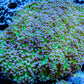Euphyllia divsia Coral - LPS- Blue Tip Toxic Green Stem FrogSpawn Coral WYSIWYG 10cm Euphyllia divsia Coral - LPS- Blue Tip Toxic Green Stem FrogSpawn Coral WYSIWYG 10cm LPS Euphyllia divsia Coral - LPS- Blue Tip Toxic Green Stem FrogSpawn Coral WYSIWYG 10cm Zeo Box Reef