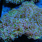 Euphyllia divsia Coral - LPS- Blue Tip Toxic Green Stem FrogSpawn Coral WYSIWYG 9cm Euphyllia divsia Coral - LPS- Blue Tip Toxic Green Stem FrogSpawn Coral WYSIWYG 9cm LPS Euphyllia divsia Coral - LPS- Blue Tip Toxic Green Stem FrogSpawn Coral WYSIWYG 9cm Zeo Box Reef