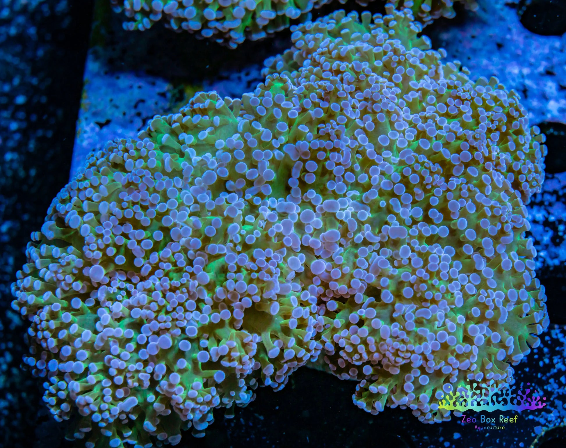 Euphyllia divsia Coral - LPS- Blue Tip Toxic Green Stem FrogSpawn Coral WYSIWYG 9cm Euphyllia divsia Coral - LPS- Blue Tip Toxic Green Stem FrogSpawn Coral WYSIWYG 9cm LPS Euphyllia divsia Coral - LPS- Blue Tip Toxic Green Stem FrogSpawn Coral WYSIWYG 9cm Zeo Box Reef