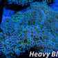 Euphyllia divsia Coral - LPS- Blue Tip Toxic Green Stem FrogSpawn Coral WYSIWYG 9cm Euphyllia divsia Coral - LPS- Blue Tip Toxic Green Stem FrogSpawn Coral WYSIWYG 9cm LPS Euphyllia divsia Coral - LPS- Blue Tip Toxic Green Stem FrogSpawn Coral WYSIWYG 9cm Zeo Box Reef