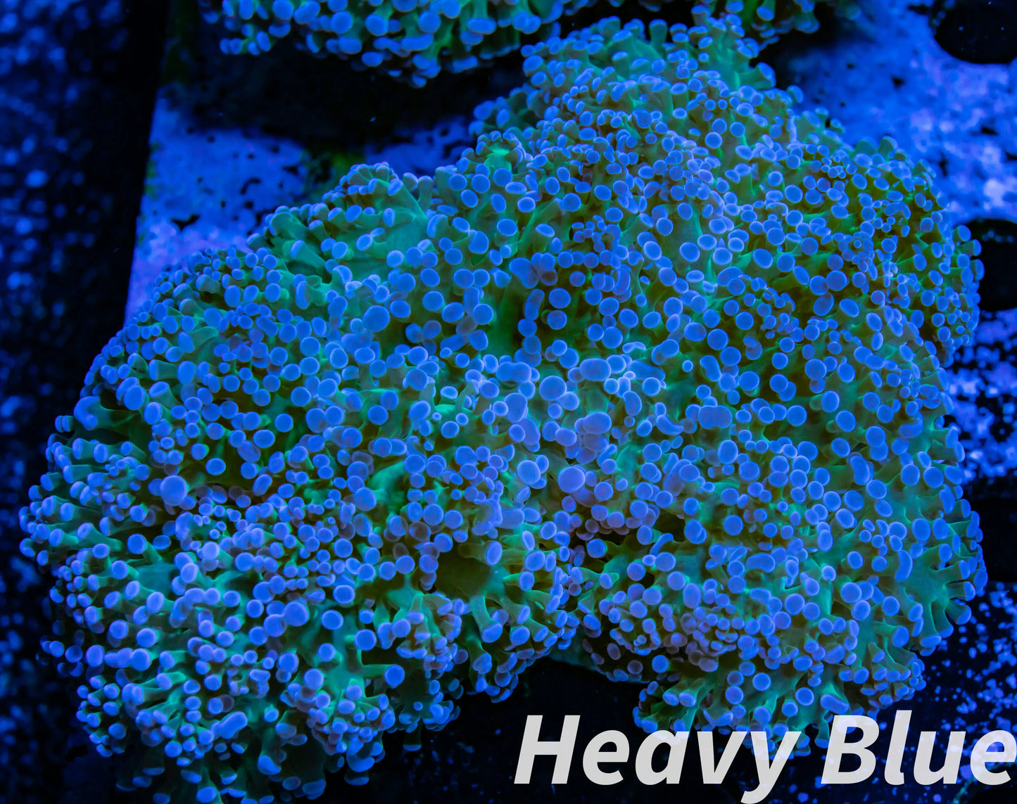 Euphyllia divsia Coral - LPS- Blue Tip Toxic Green Stem FrogSpawn Coral WYSIWYG 9cm Euphyllia divsia Coral - LPS- Blue Tip Toxic Green Stem FrogSpawn Coral WYSIWYG 9cm LPS Euphyllia divsia Coral - LPS- Blue Tip Toxic Green Stem FrogSpawn Coral WYSIWYG 9cm Zeo Box Reef