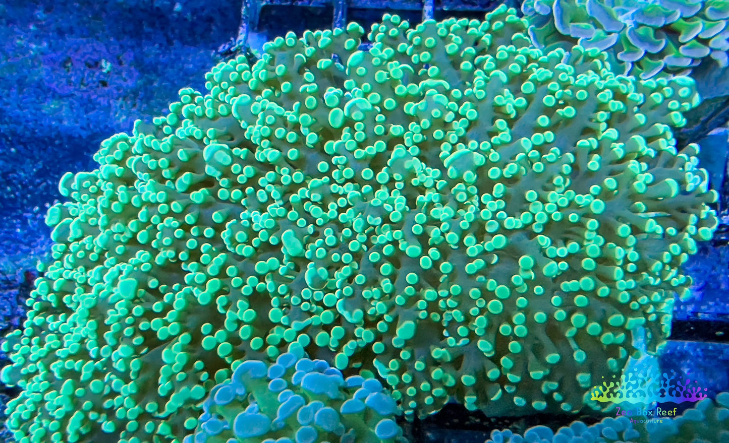 Euphyllia divsia Coral - LPS- Green Tip FrogSpawn Coral Euphyllia divsia Coral - LPS- Green Tip FrogSpawn Coral LPS Euphyllia divsia Coral - LPS- Green Tip FrogSpawn Coral Zeo Box Reef