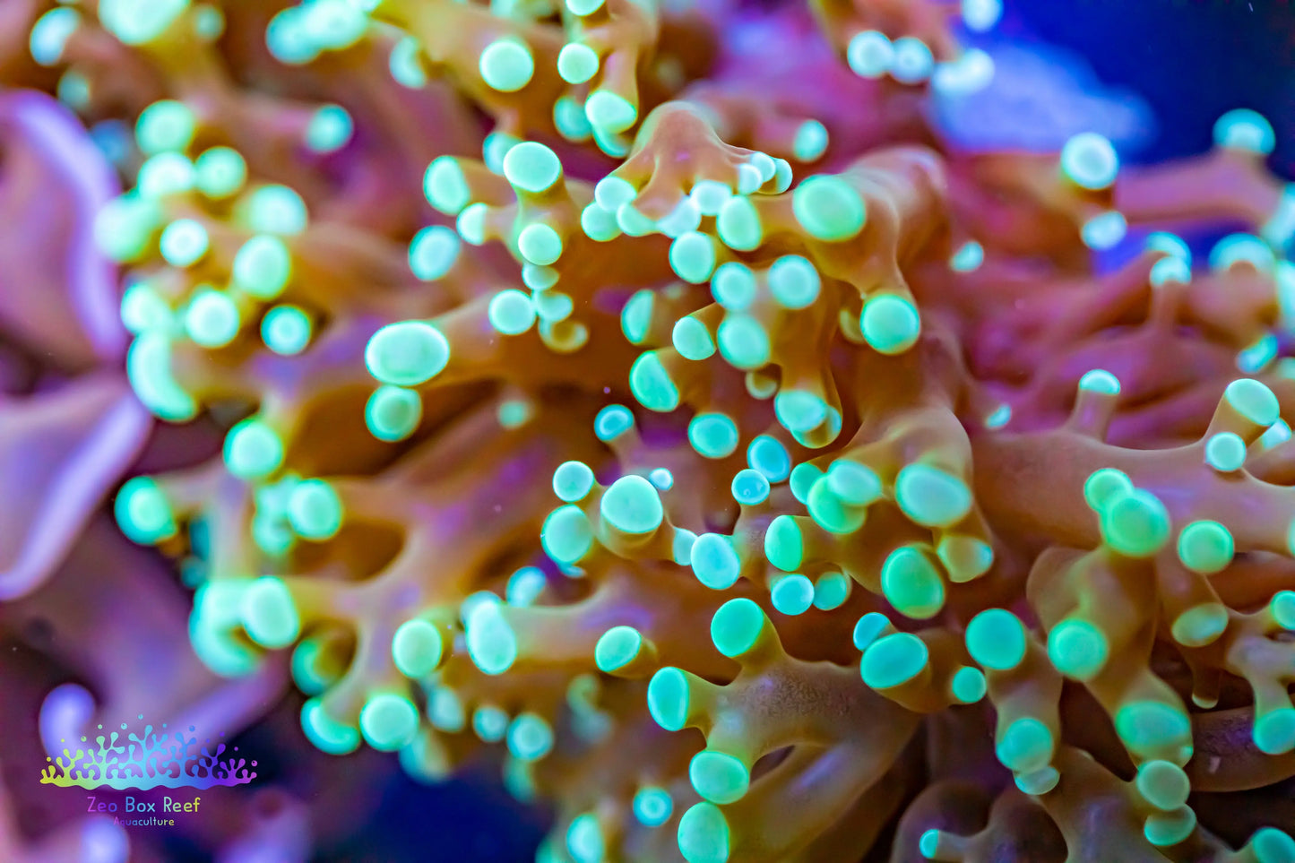 Euphyllia divsia Coral - LPS- Mint Tip FrogSpawn Coral Euphyllia divsia Coral - LPS- Mint Tip FrogSpawn Coral LPS Euphyllia divsia Coral - LPS- Mint Tip FrogSpawn Coral Zeo Box Reef