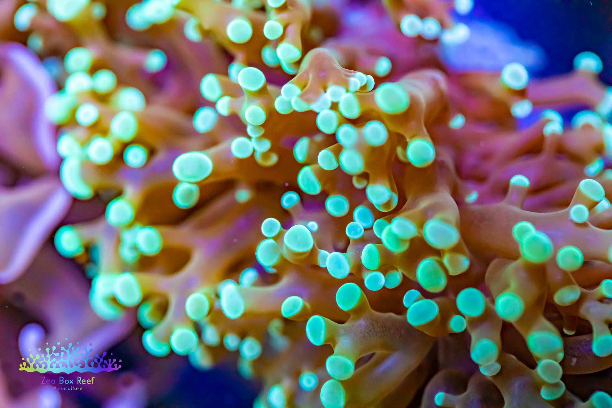 Euphyllia divsia Coral - LPS- Mint Tip FrogSpawn Coral Euphyllia divsia Coral - LPS- Mint Tip FrogSpawn Coral LPS Euphyllia divsia Coral - LPS- Mint Tip FrogSpawn Coral Zeo Box Reef