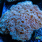 Euphyllia divsia Coral - LPS- Purple FrogSpawn Coral WYSIWYG 10cm Euphyllia divsia Coral - LPS- Purple FrogSpawn Coral WYSIWYG 10cm LPS Euphyllia divsia Coral - LPS- Purple FrogSpawn Coral WYSIWYG 10cm Zeo Box Reef