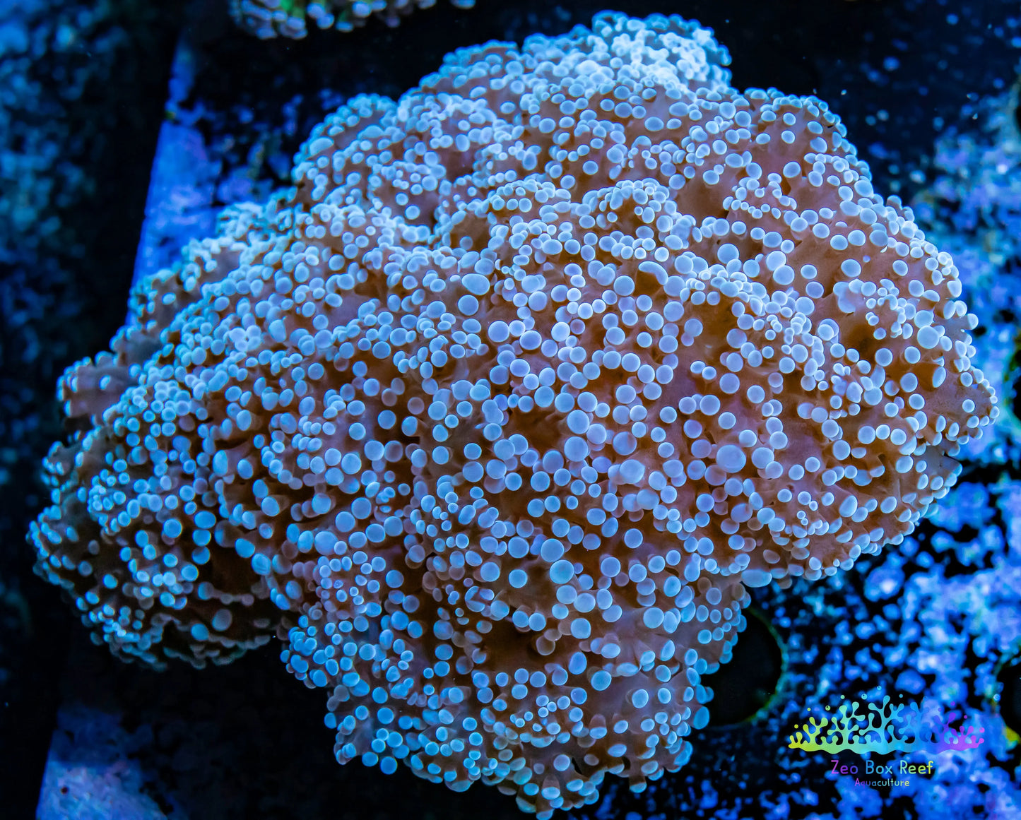 Euphyllia divsia Coral - LPS- Purple FrogSpawn Coral WYSIWYG 10cm Euphyllia divsia Coral - LPS- Purple FrogSpawn Coral WYSIWYG 10cm LPS Euphyllia divsia Coral - LPS- Purple FrogSpawn Coral WYSIWYG 10cm Zeo Box Reef