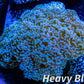 Euphyllia divsia Coral - LPS- Purple FrogSpawn Coral WYSIWYG 10cm Euphyllia divsia Coral - LPS- Purple FrogSpawn Coral WYSIWYG 10cm LPS Euphyllia divsia Coral - LPS- Purple FrogSpawn Coral WYSIWYG 10cm Zeo Box Reef