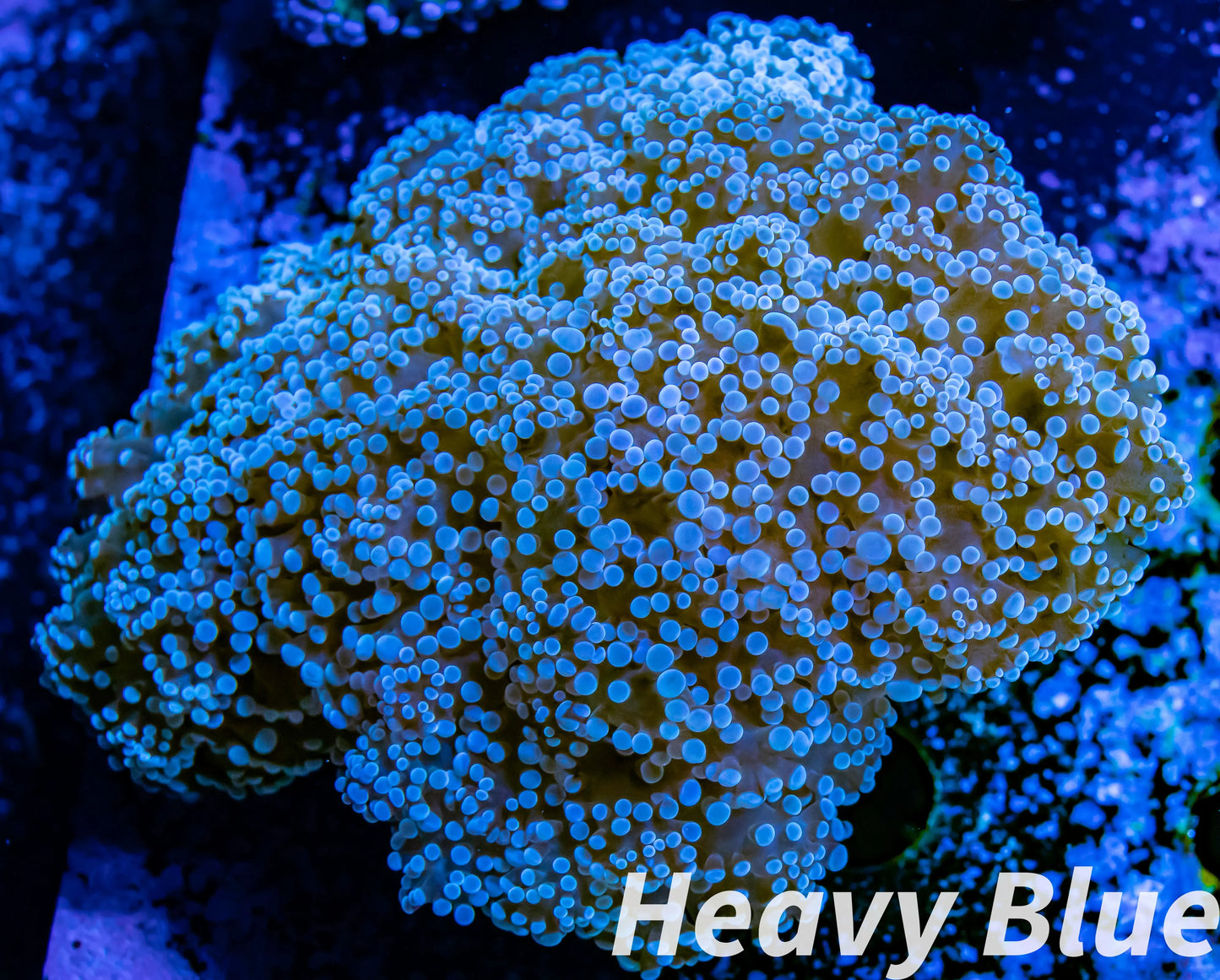 Euphyllia divsia Coral - LPS- Purple FrogSpawn Coral WYSIWYG 10cm Euphyllia divsia Coral - LPS- Purple FrogSpawn Coral WYSIWYG 10cm LPS Euphyllia divsia Coral - LPS- Purple FrogSpawn Coral WYSIWYG 10cm Zeo Box Reef