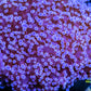 Euphyllia divsia Coral - LPS- Purple Tip FrogSpawn Coral WYSIWYG 8cm Euphyllia divsia Coral - LPS- Purple Tip FrogSpawn Coral WYSIWYG 8cm LPS Euphyllia divsia Coral - LPS- Purple Tip FrogSpawn Coral WYSIWYG 8cm Zeo Box Reef