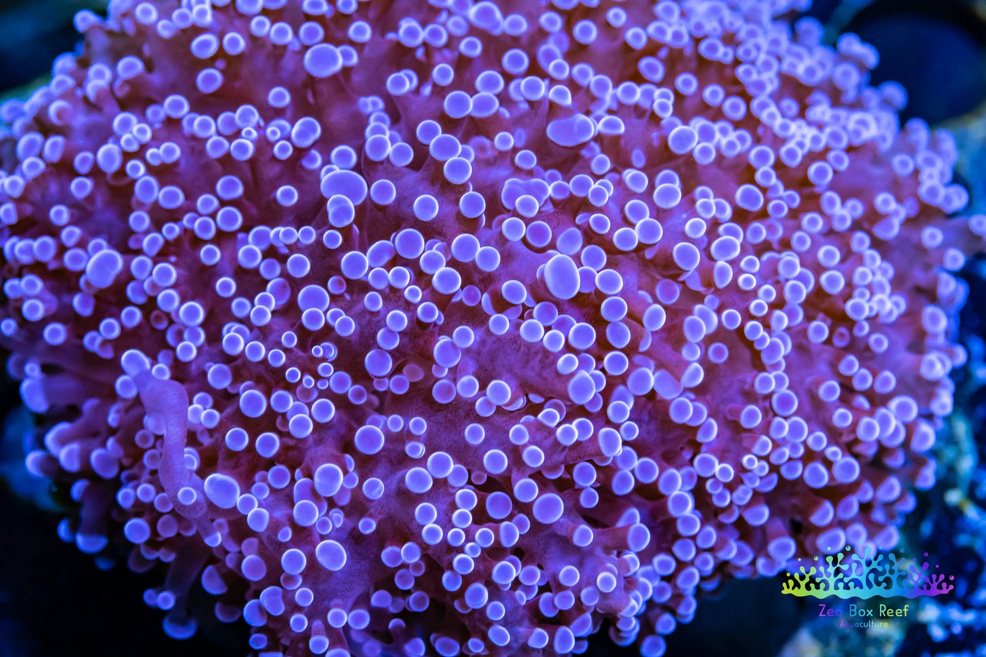 Euphyllia divsia Coral - LPS- Purple Tip FrogSpawn Coral WYSIWYG 8cm Euphyllia divsia Coral - LPS- Purple Tip FrogSpawn Coral WYSIWYG 8cm LPS Euphyllia divsia Coral - LPS- Purple Tip FrogSpawn Coral WYSIWYG 8cm Zeo Box Reef