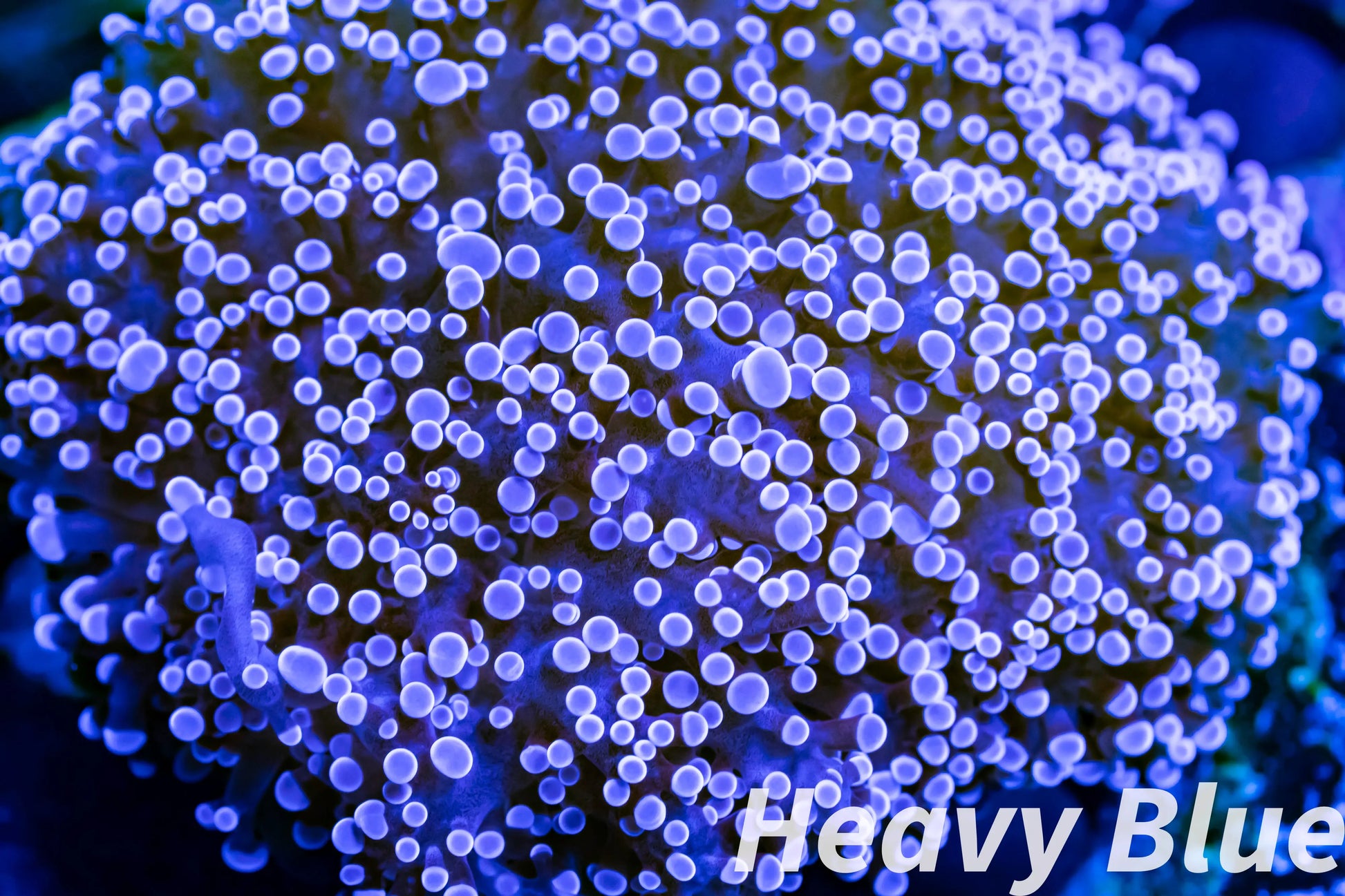 Euphyllia divsia Coral - LPS- Purple Tip FrogSpawn Coral WYSIWYG 8cm Euphyllia divsia Coral - LPS- Purple Tip FrogSpawn Coral WYSIWYG 8cm LPS Euphyllia divsia Coral - LPS- Purple Tip FrogSpawn Coral WYSIWYG 8cm Zeo Box Reef