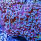 Euphyllia divsia Coral - LPS- Reverse FrogSpawn Coral WYSIWYG 12cm Euphyllia divsia Coral - LPS- Reverse FrogSpawn Coral WYSIWYG 12cm LPS Euphyllia divsia Coral - LPS- Reverse FrogSpawn Coral WYSIWYG 12cm Zeo Box Reef