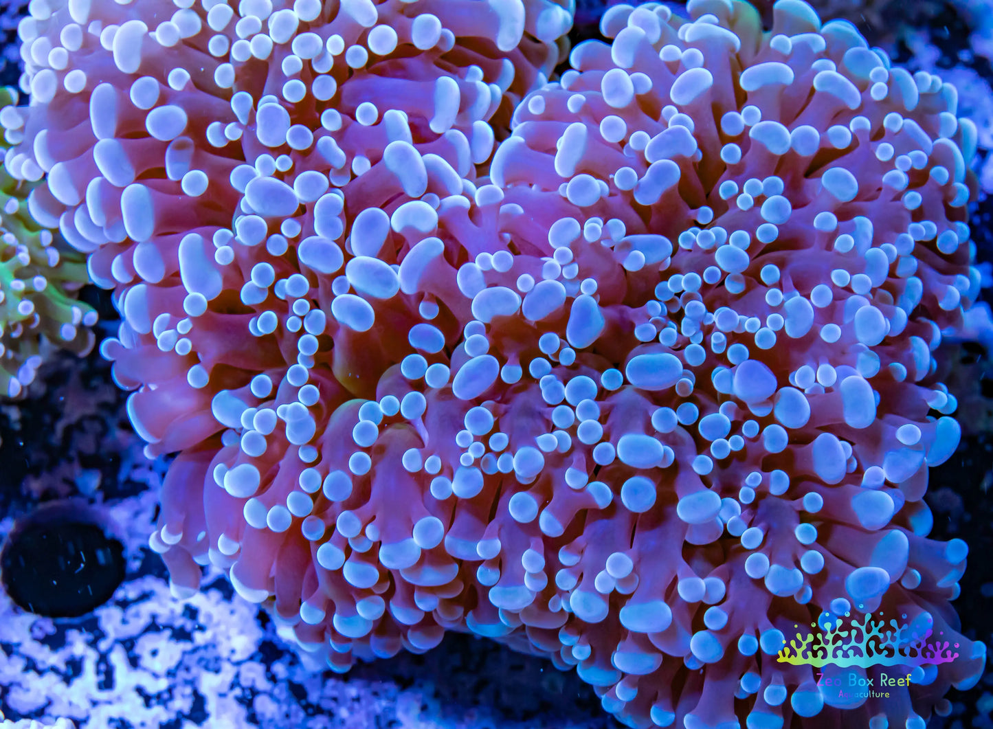 Euphyllia divsia Coral - LPS- Reverse FrogSpawn Coral WYSIWYG 12cm Euphyllia divsia Coral - LPS- Reverse FrogSpawn Coral WYSIWYG 12cm LPS Euphyllia divsia Coral - LPS- Reverse FrogSpawn Coral WYSIWYG 12cm Zeo Box Reef