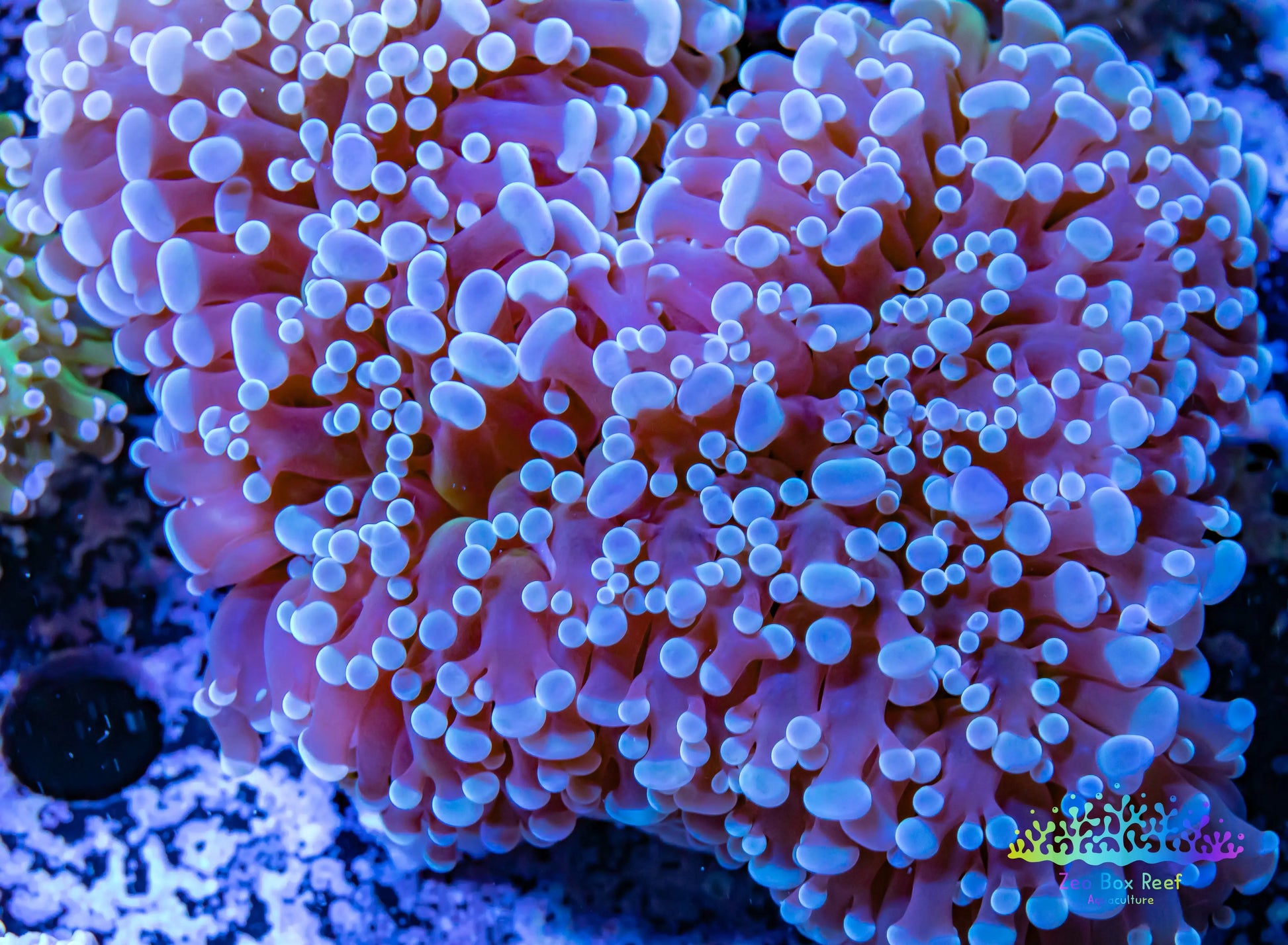 Euphyllia divsia Coral - LPS- Reverse FrogSpawn Coral WYSIWYG 12cm Euphyllia divsia Coral - LPS- Reverse FrogSpawn Coral WYSIWYG 12cm LPS Euphyllia divsia Coral - LPS- Reverse FrogSpawn Coral WYSIWYG 12cm Zeo Box Reef