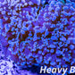 Euphyllia divsia Coral - LPS- Reverse FrogSpawn Coral WYSIWYG 12cm Euphyllia divsia Coral - LPS- Reverse FrogSpawn Coral WYSIWYG 12cm LPS Euphyllia divsia Coral - LPS- Reverse FrogSpawn Coral WYSIWYG 12cm Zeo Box Reef