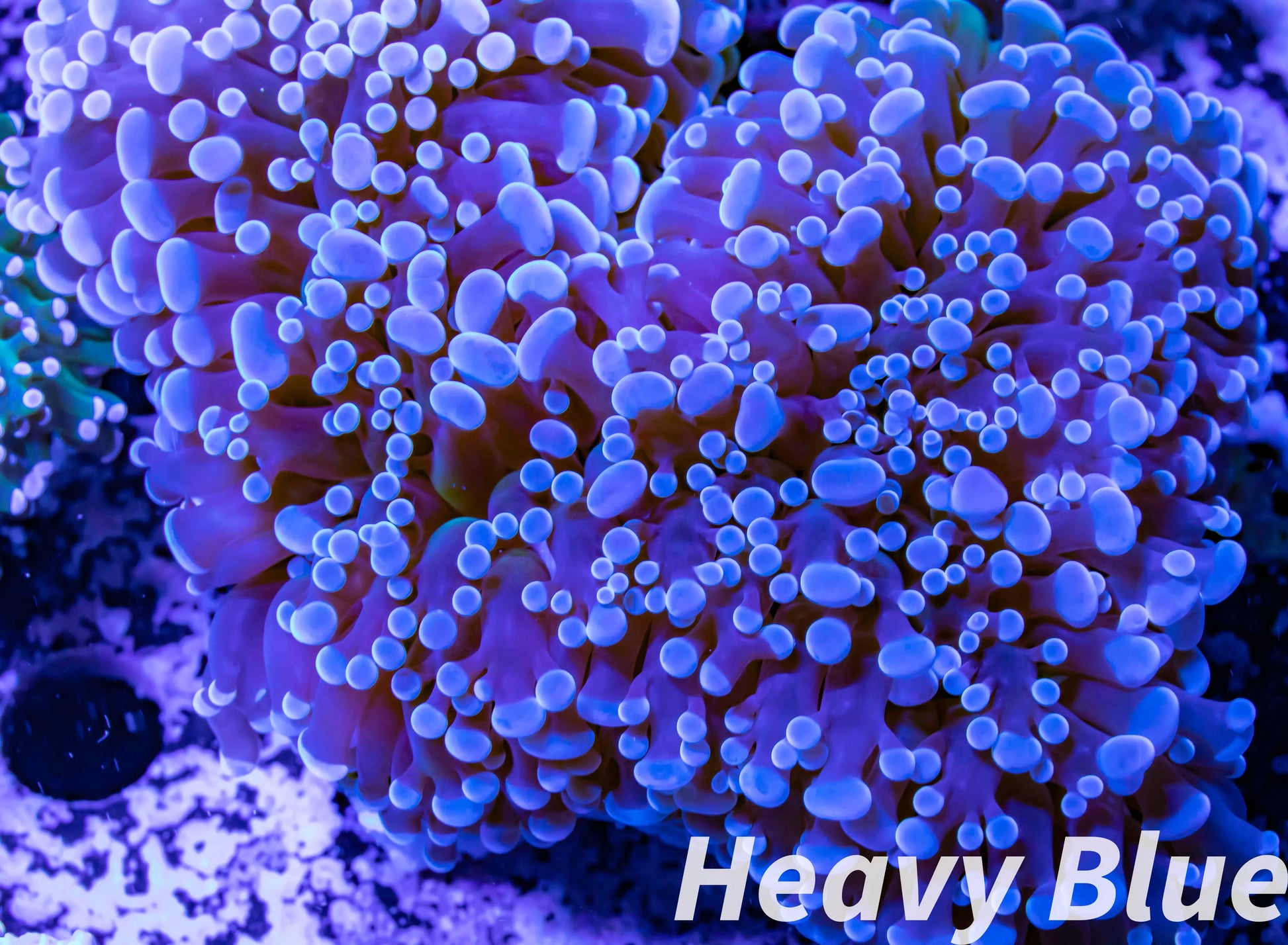 Euphyllia divsia Coral - LPS- Reverse FrogSpawn Coral WYSIWYG 12cm Euphyllia divsia Coral - LPS- Reverse FrogSpawn Coral WYSIWYG 12cm LPS Euphyllia divsia Coral - LPS- Reverse FrogSpawn Coral WYSIWYG 12cm Zeo Box Reef