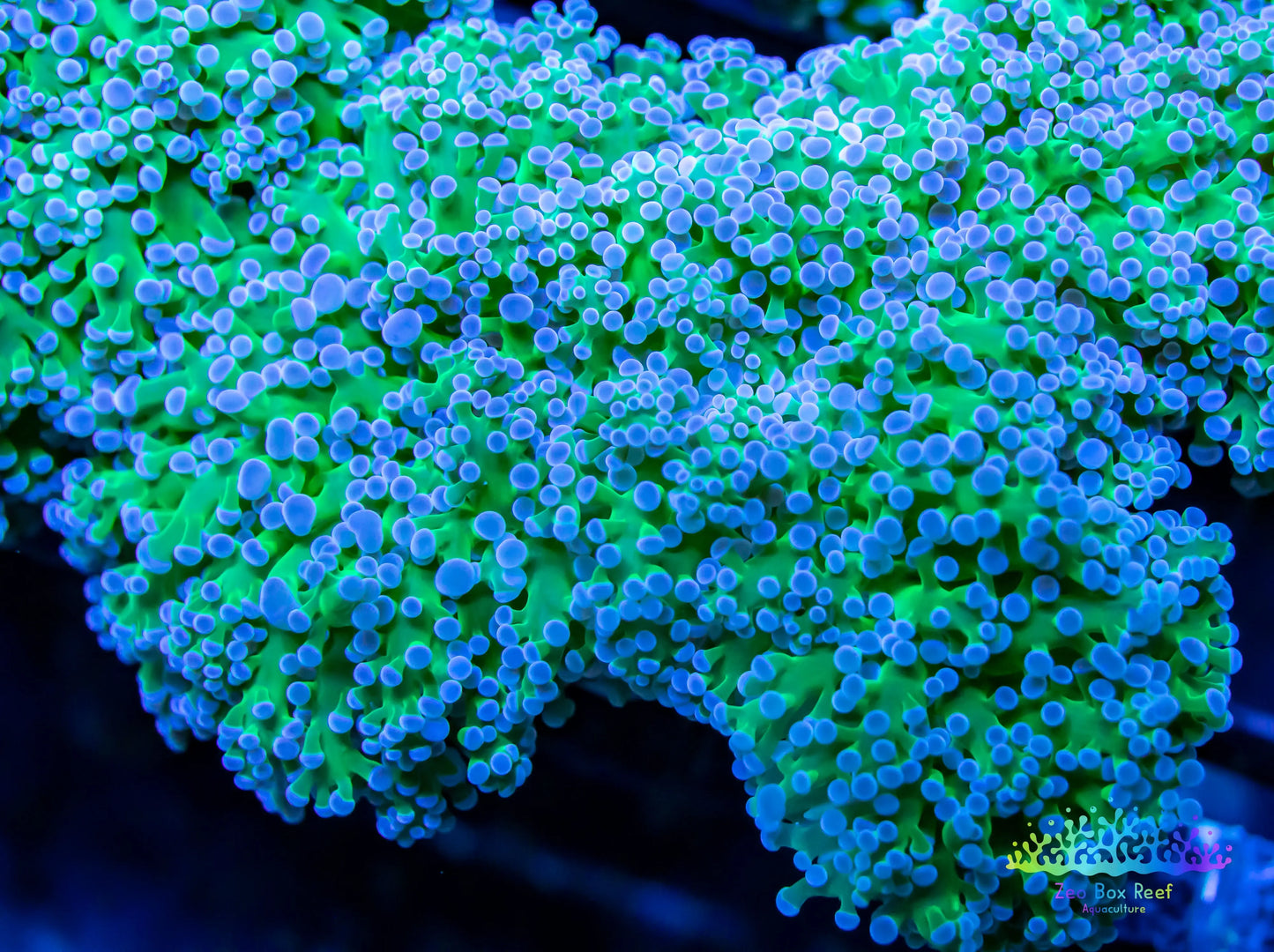 Euphyllia divsia Coral - LPS- Reverse FrogSpawn Coral WYSIWYG 7cm Euphyllia divsia Coral - LPS- Reverse FrogSpawn Coral WYSIWYG 7cm LPS Euphyllia divsia Coral - LPS- Reverse FrogSpawn Coral WYSIWYG 7cm Zeo Box Reef