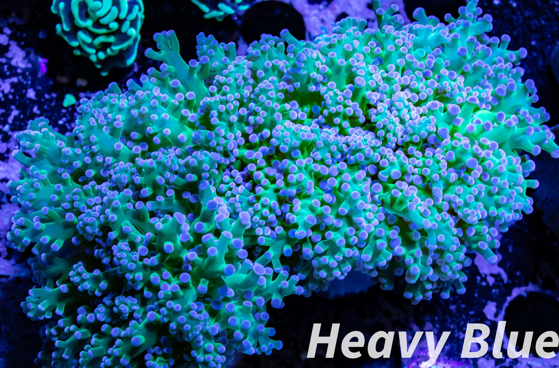 Euphyllia divsia Coral - LPS- ReverseToxic Green Stem FrogSpawn Coral WYSIWYG 10cm Euphyllia divsia Coral - LPS- ReverseToxic Green Stem FrogSpawn Coral WYSIWYG 10cm LPS Euphyllia divsia Coral - LPS- ReverseToxic Green Stem FrogSpawn Coral WYSIWYG 10cm Zeo Box Reef