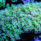 Euphyllia divsia Coral - LPS- ReverseToxic Green Stem FrogSpawn Coral WYSIWYG 10cm Euphyllia divsia Coral - LPS- ReverseToxic Green Stem FrogSpawn Coral WYSIWYG 10cm LPS Euphyllia divsia Coral - LPS- ReverseToxic Green Stem FrogSpawn Coral WYSIWYG 10cm Zeo Box Reef