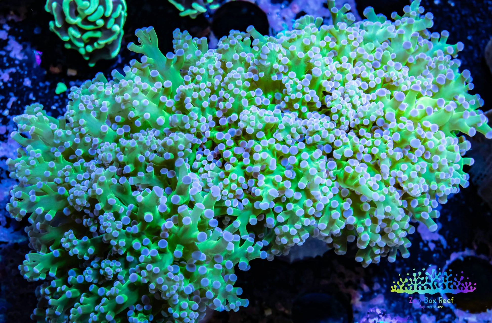 Euphyllia divsia Coral - LPS- ReverseToxic Green Stem FrogSpawn Coral WYSIWYG 10cm Euphyllia divsia Coral - LPS- ReverseToxic Green Stem FrogSpawn Coral WYSIWYG 10cm LPS Euphyllia divsia Coral - LPS- ReverseToxic Green Stem FrogSpawn Coral WYSIWYG 10cm Zeo Box Reef