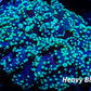 Euphyllia divsia Coral - LPS- Toxic Green FrogSpawn Coral WYSIWYG 8cm Euphyllia divsia Coral - LPS- Toxic Green FrogSpawn Coral WYSIWYG 8cm LPS Euphyllia divsia Coral - LPS- Toxic Green FrogSpawn Coral WYSIWYG 8cm Zeo Box Reef