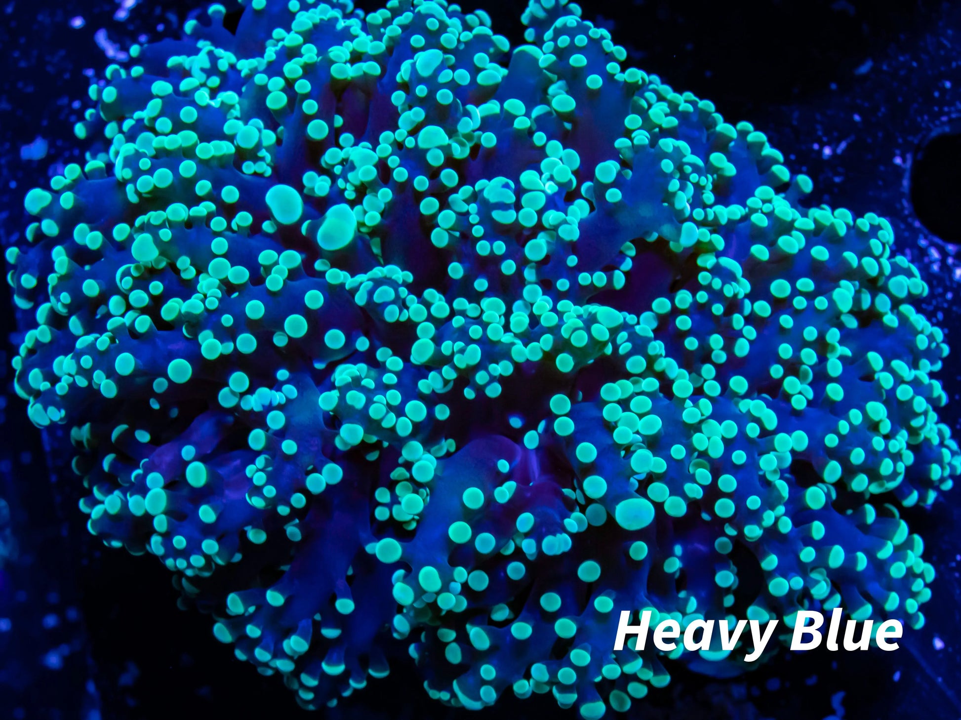 Euphyllia divsia Coral - LPS- Toxic Green FrogSpawn Coral WYSIWYG 8cm Euphyllia divsia Coral - LPS- Toxic Green FrogSpawn Coral WYSIWYG 8cm LPS Euphyllia divsia Coral - LPS- Toxic Green FrogSpawn Coral WYSIWYG 8cm Zeo Box Reef