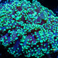 Euphyllia divsia Coral - LPS- Toxic Green FrogSpawn Coral WYSIWYG 8cm Euphyllia divsia Coral - LPS- Toxic Green FrogSpawn Coral WYSIWYG 8cm LPS Euphyllia divsia Coral - LPS- Toxic Green FrogSpawn Coral WYSIWYG 8cm Zeo Box Reef