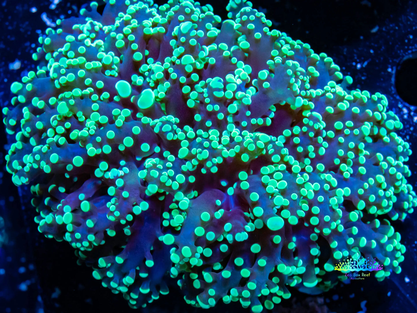 Euphyllia divsia Coral - LPS- Toxic Green FrogSpawn Coral WYSIWYG 8cm Euphyllia divsia Coral - LPS- Toxic Green FrogSpawn Coral WYSIWYG 8cm LPS Euphyllia divsia Coral - LPS- Toxic Green FrogSpawn Coral WYSIWYG 8cm Zeo Box Reef