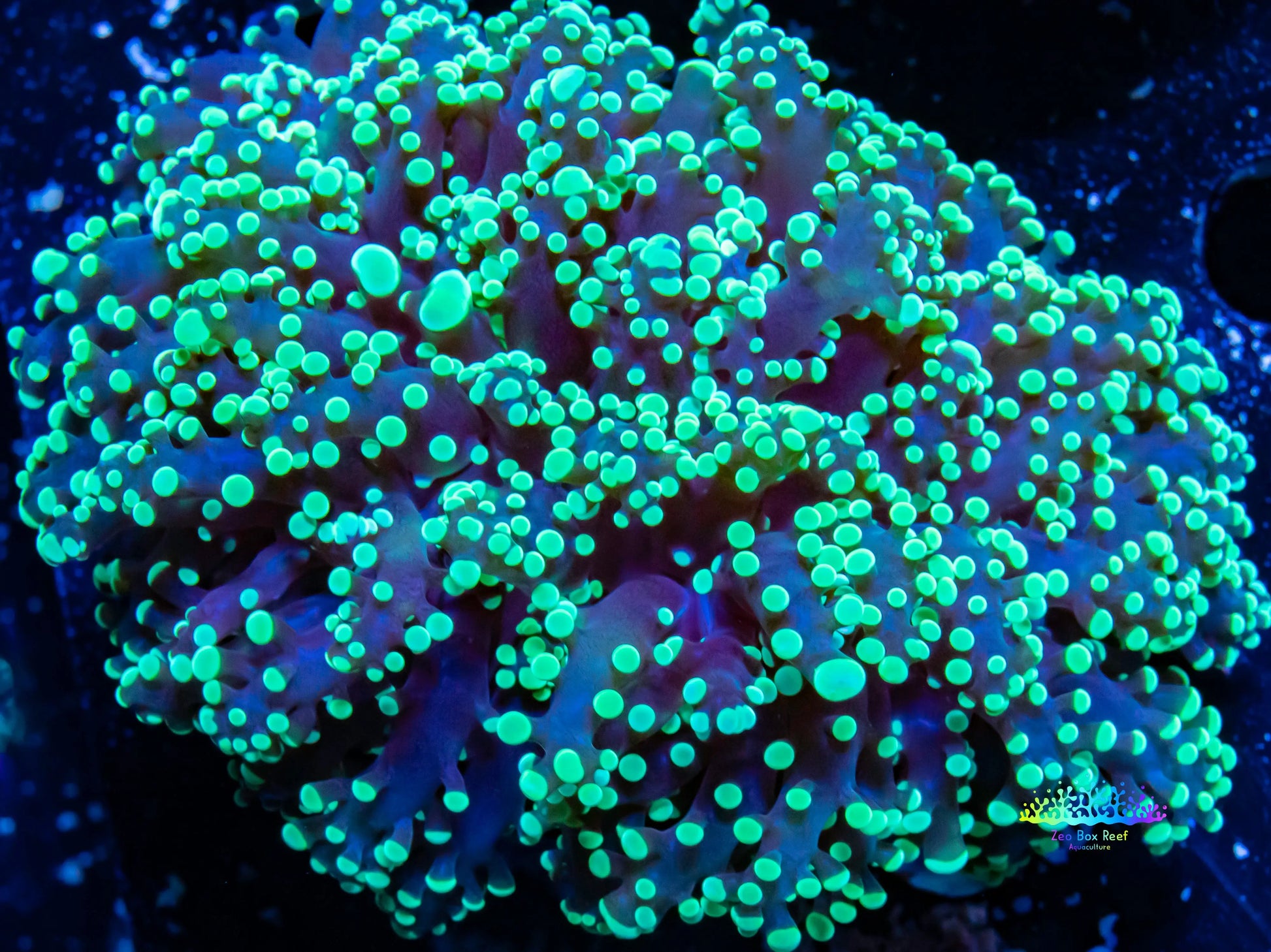 Euphyllia divsia Coral - LPS- Toxic Green FrogSpawn Coral WYSIWYG 8cm Euphyllia divsia Coral - LPS- Toxic Green FrogSpawn Coral WYSIWYG 8cm LPS Euphyllia divsia Coral - LPS- Toxic Green FrogSpawn Coral WYSIWYG 8cm Zeo Box Reef