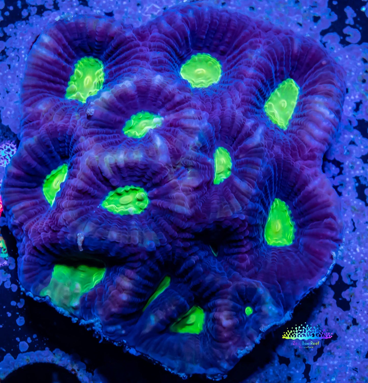 Favia Coral- Dragon Soul Favia 6cm Favia Coral- Dragon Soul Favia 6cm Aquarium Decor Favia Coral- Dragon Soul Favia 6cm Zeo Box Reef