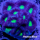 Favia Coral- Dragon Soul Favia 6cm Favia Coral- Dragon Soul Favia 6cm Aquarium Decor Favia Coral- Dragon Soul Favia 6cm Zeo Box Reef