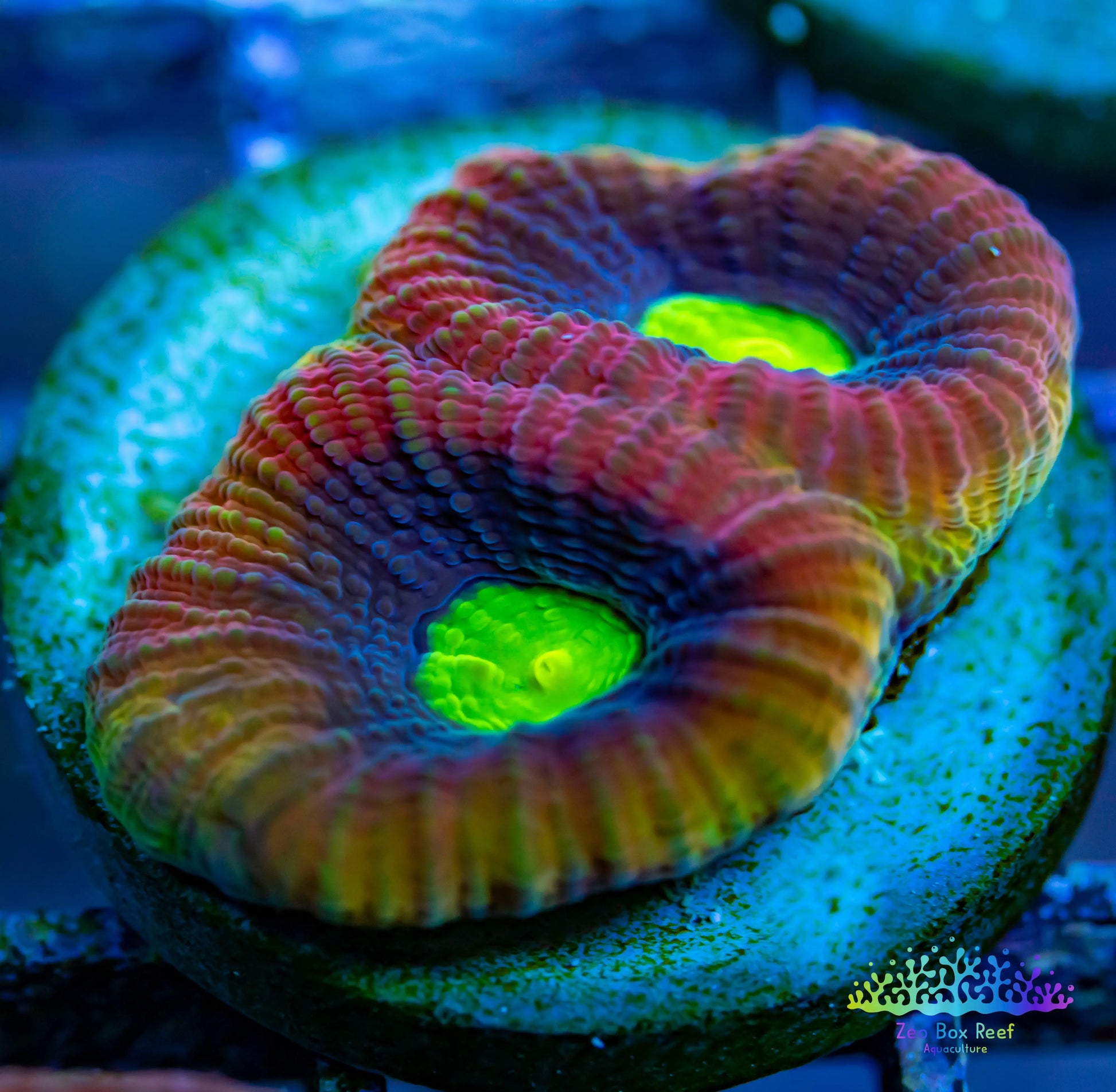 Favia Coral- LPS- Dragon Soul Favia Frag WYSIWYG Favia Coral- LPS- Dragon Soul Favia Frag WYSIWYG  Favia Coral- LPS- Dragon Soul Favia Frag WYSIWYG Zeo Box Reef