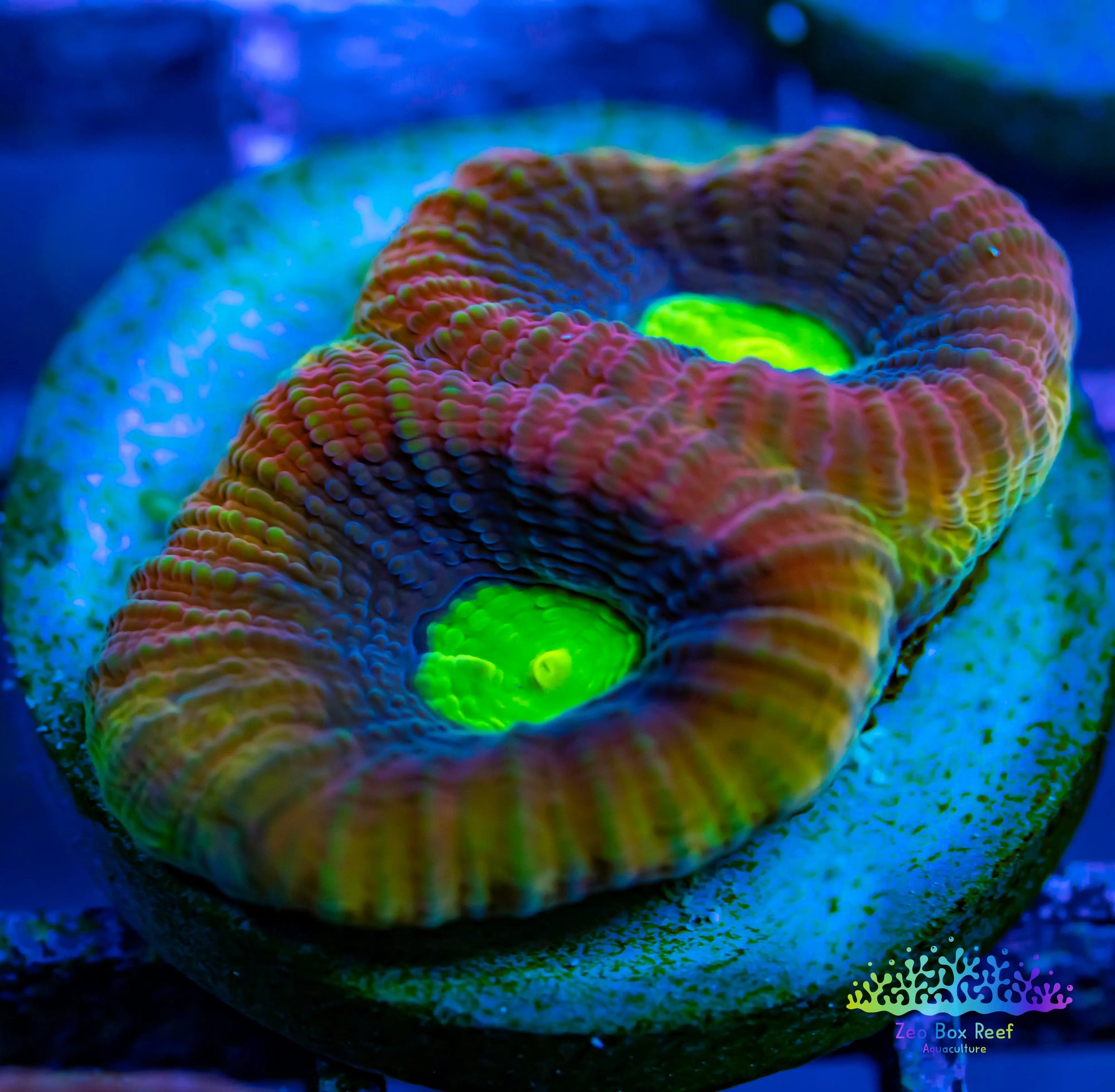 Favia Coral- LPS- Dragon Soul Favia Frag WYSIWYG Favia Coral- LPS- Dragon Soul Favia Frag WYSIWYG  Favia Coral- LPS- Dragon Soul Favia Frag WYSIWYG Zeo Box Reef