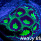 Favia Coral- LPS- Dragon Soul Favia Frag WYSIWYG Favia Coral- LPS- Dragon Soul Favia Frag WYSIWYG Aquarium Decor Favia Coral- LPS- Dragon Soul Favia Frag WYSIWYG Zeo Box Reef