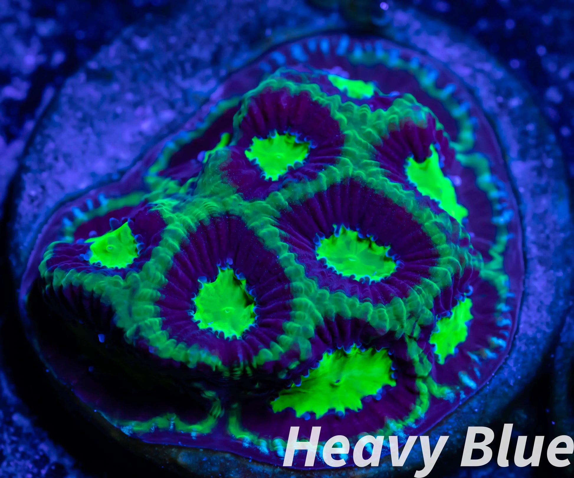 Favia Coral- LPS- Dragon Soul Favia Frag WYSIWYG Favia Coral- LPS- Dragon Soul Favia Frag WYSIWYG Aquarium Decor Favia Coral- LPS- Dragon Soul Favia Frag WYSIWYG Zeo Box Reef