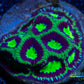 Favia Coral- LPS- Dragon Soul Favia Frag WYSIWYG Favia Coral- LPS- Dragon Soul Favia Frag WYSIWYG Aquarium Decor Favia Coral- LPS- Dragon Soul Favia Frag WYSIWYG Zeo Box Reef