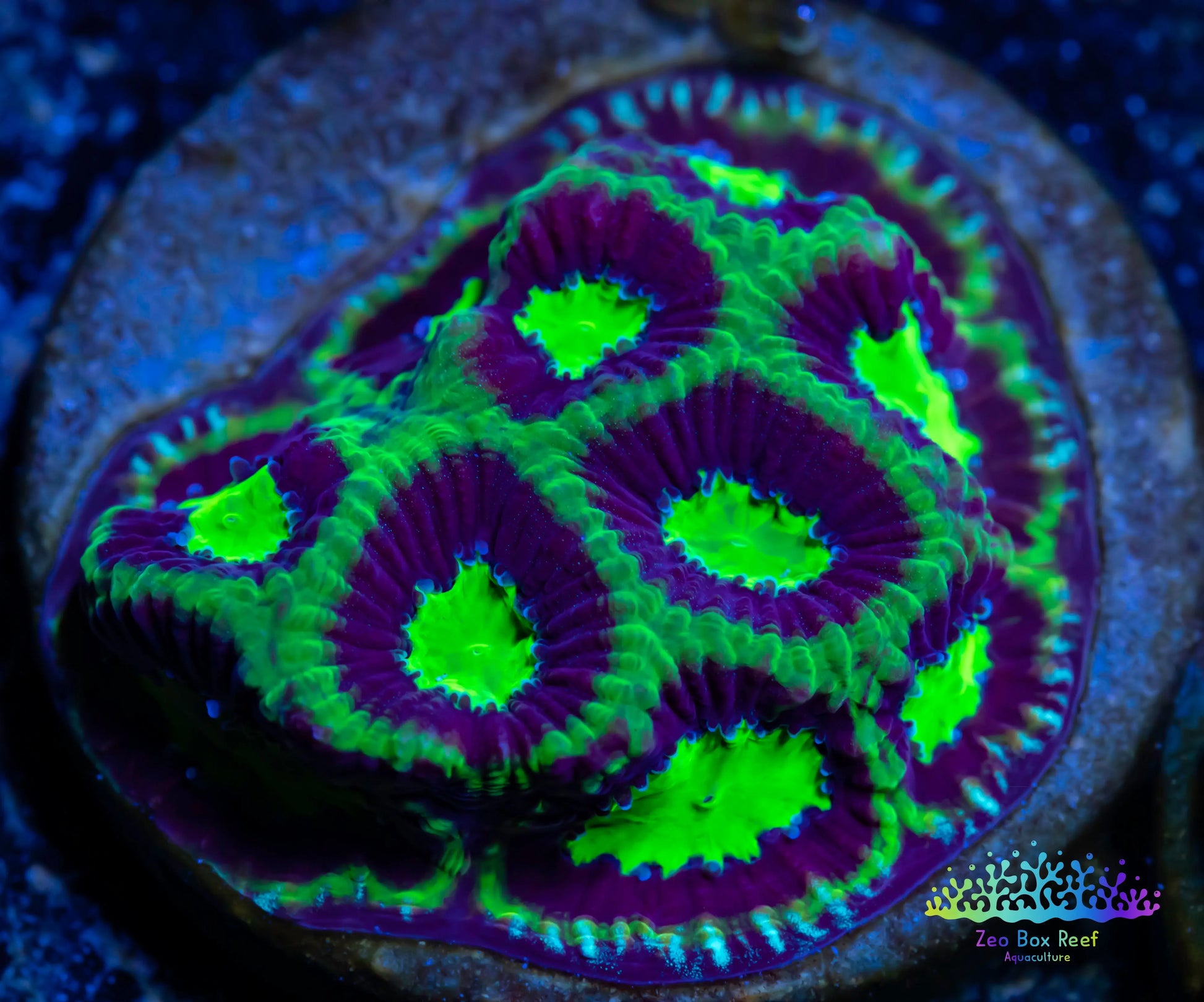 Favia Coral- LPS- Dragon Soul Favia Frag WYSIWYG Favia Coral- LPS- Dragon Soul Favia Frag WYSIWYG Aquarium Decor Favia Coral- LPS- Dragon Soul Favia Frag WYSIWYG Zeo Box Reef
