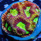 Favia Coral- LPS- Dragon Soul Favia Frag Favia Coral- LPS- Dragon Soul Favia Frag Aquarium Decor Favia Coral- LPS- Dragon Soul Favia Frag Zeo Box Reef