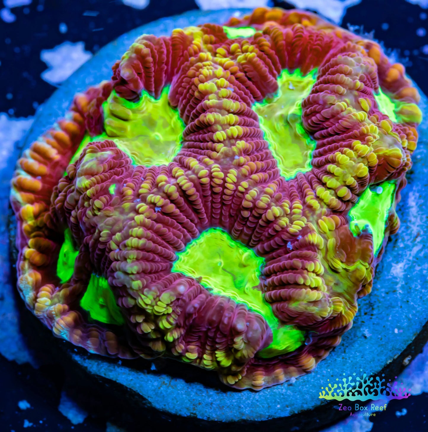 Favia Coral- LPS- Dragon Soul Favia Frag Favia Coral- LPS- Dragon Soul Favia Frag Aquarium Decor Favia Coral- LPS- Dragon Soul Favia Frag Zeo Box Reef