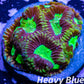 Favia Coral- LPS- Dragon Soul Favia Frag Favia Coral- LPS- Dragon Soul Favia Frag Aquarium Decor Favia Coral- LPS- Dragon Soul Favia Frag Zeo Box Reef