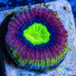 Favia Coral- LPS- Dragon Soul Favia Frag Favia Coral- LPS- Dragon Soul Favia Frag Aquarium Decor Favia Coral- LPS- Dragon Soul Favia Frag Zeo Box Reef