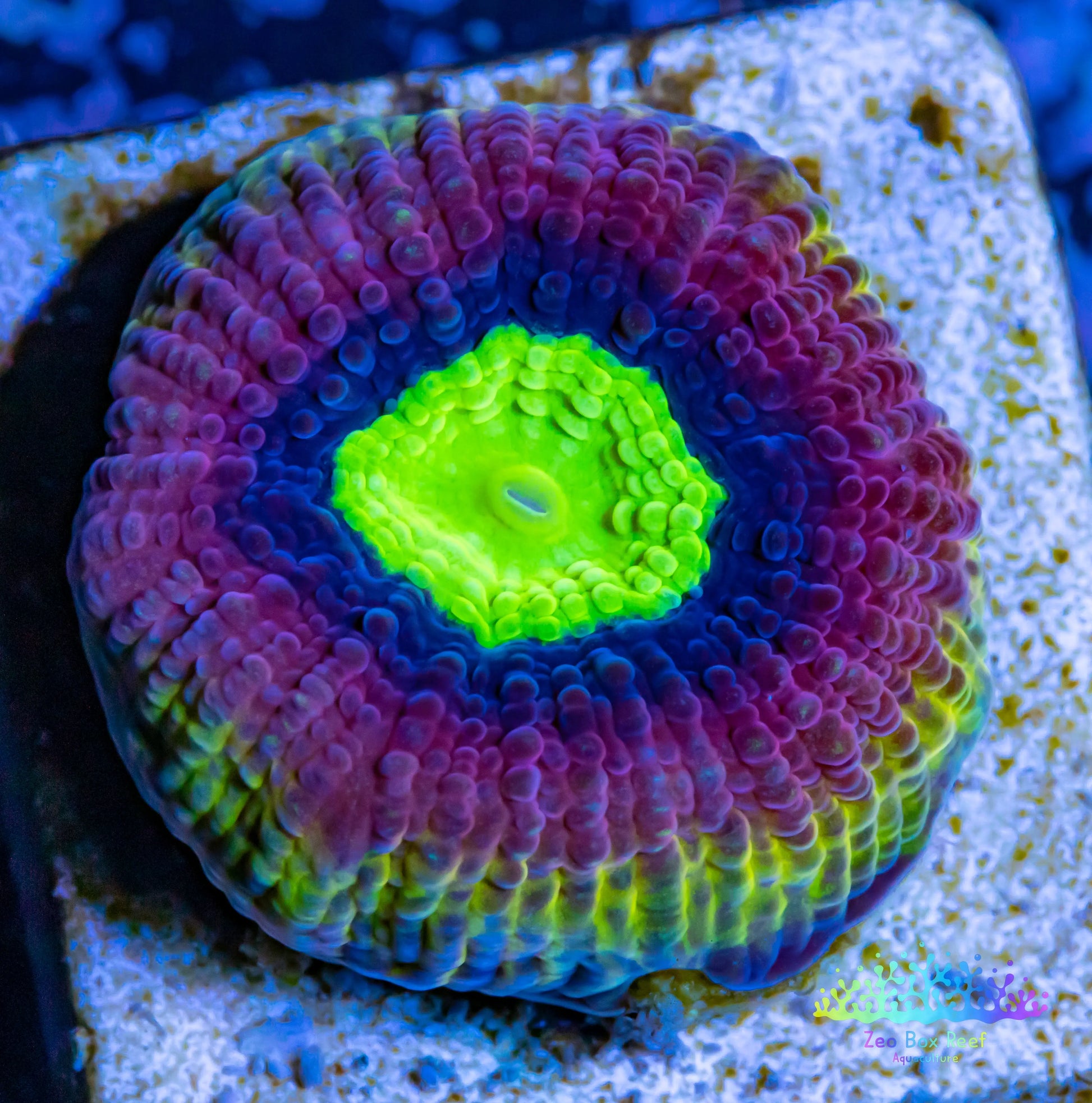 Favia Coral- LPS- Dragon Soul Favia Frag Favia Coral- LPS- Dragon Soul Favia Frag Aquarium Decor Favia Coral- LPS- Dragon Soul Favia Frag Zeo Box Reef