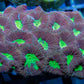 Favia Coral- LPS- Dragon Soul Favia Favia Coral- LPS- Dragon Soul Favia  Favia Coral- LPS- Dragon Soul Favia Zeo Box Reef